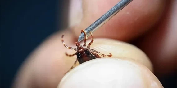 İstanbul’u Kene Bastı! Profesörden Korkutan Uyarı