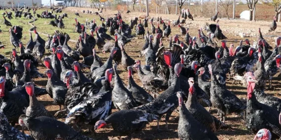 HİNDİ ÇİFTLİĞİ VAADİYLE 50 MİLYON LİRA DOLANDIRICILIĞI: 40 KİŞİ MAĞDUR OLDU