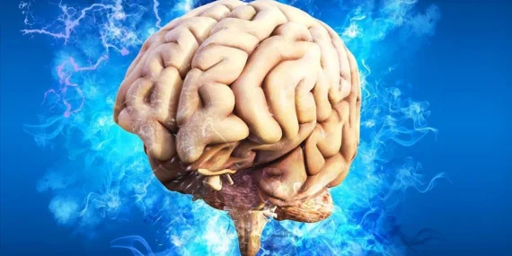 İSVEÇLİ BİLİM İNSANLARI KALPTE ‘MİNİ BEYİN’ KEŞFETTİ: KALP SAĞLIĞINDA DEVRİM