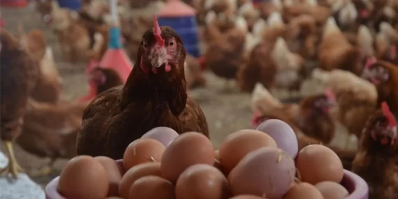 YUMURTA ARZI YETERLİ, FİYATLAR KONTROL ALTINDA!