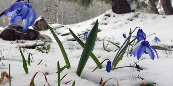 SARIKAMIŞ’TA BAHARIN İLK İZLERİ