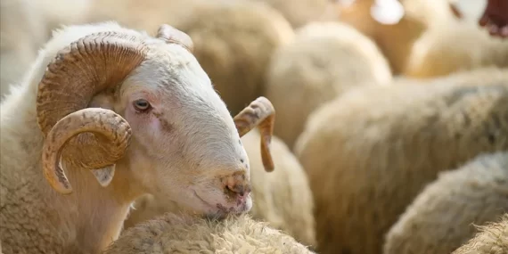 2025 YILI VEKALETLE KURBAN KESİM BEDELİ AÇIKLANDI