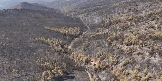 BURSA’DA ORMAN YANGINI FELAKETİ