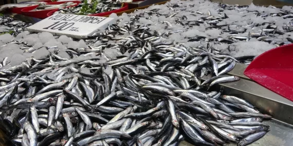 Hamside Tehlike Çanları Çalıyor: Karadeniz’de Av Miktarı Dramatik Şekilde Azalıyor