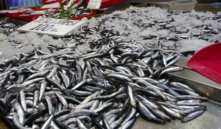 Hamside Tehlike Çanları Çalıyor: Karadeniz’de Av Miktarı Dramatik Şekilde Azalıyor
