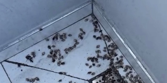 Sakarya’da Kokarca İstilası: Kapılar Açılmıyor