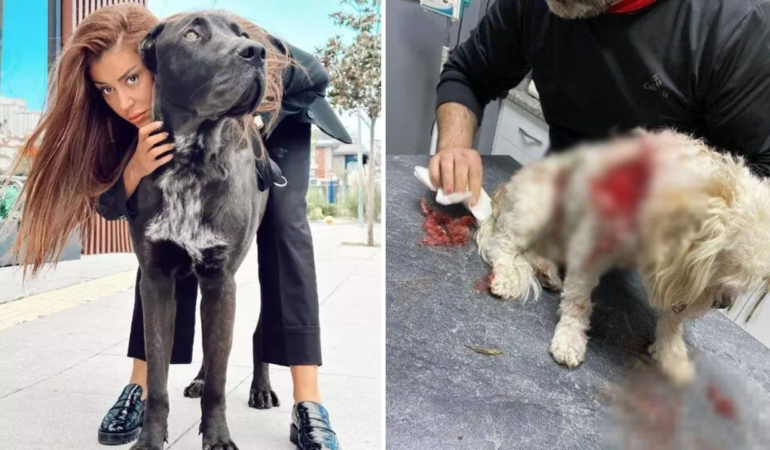 Sosyal Medya Fenomeni Banu Parlak Mahkemede: Köpeğinin Saldırısı Gündemde
