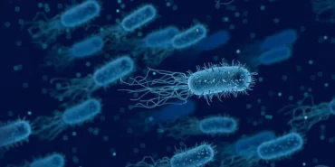 ABD'DE ET YİYEN BAKTERİ 1