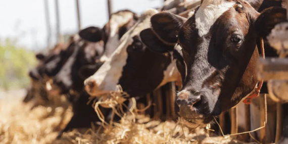 KURBANLIK ALIRKEN DİKKAT! İNTERNETTEN ALIŞVERİŞTE DOLANDIRICI TUZAĞI