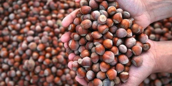 FINDIK DEVİ FİSKOBİRLİK İFLASIN EŞİĞİNDE: 87 YILLIK TARİH SATIŞA ÇIKIYOR