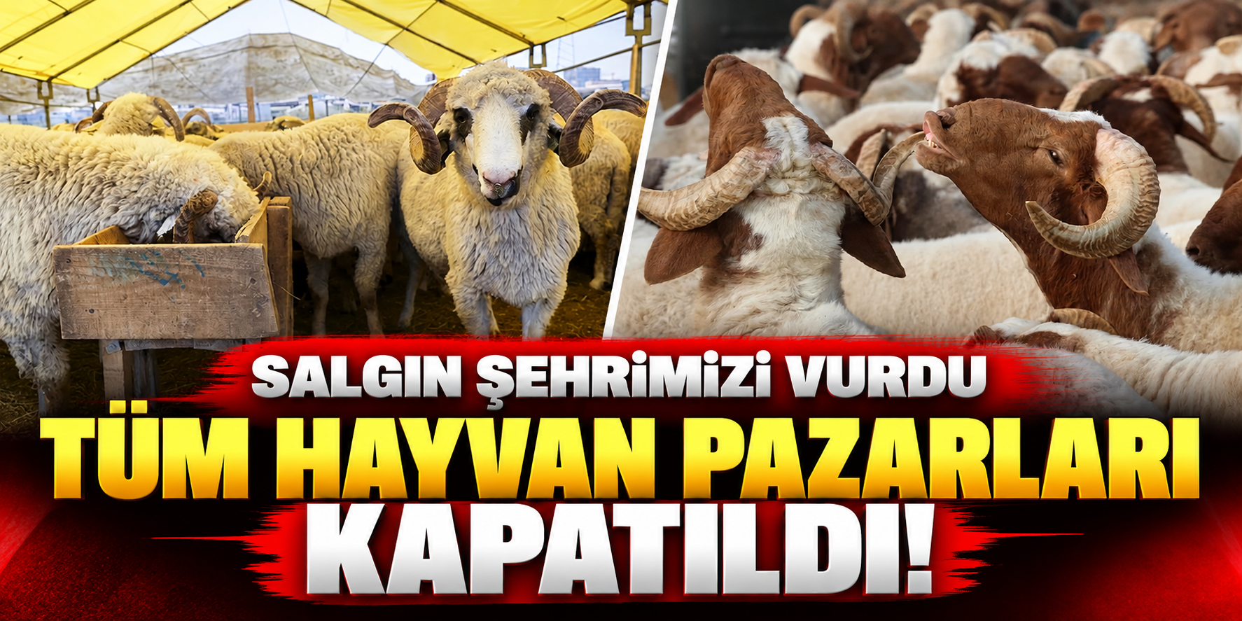 Aydın’da Hayvan Hastalığı Alarmı: Tüm Hayvan Pazarları Kapatıldı