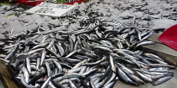 Karadeniz’de Hamsi Bereketi Sürüyor