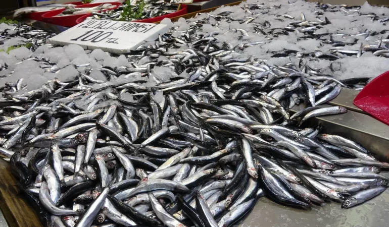 Karadeniz’de Hamsi Bereketi Sürüyor