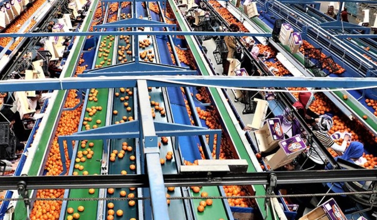 Türkiye’den AB’ye Giden Gıdalarda Kritik Uyarı: Dört Üründen Üçü Riskli