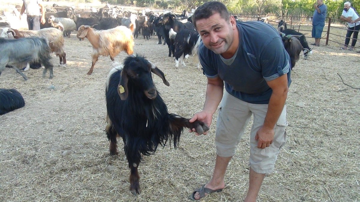 Antalya’da keçi ‘Maraz’ ile sahibinin pazarlığı gülümsetti