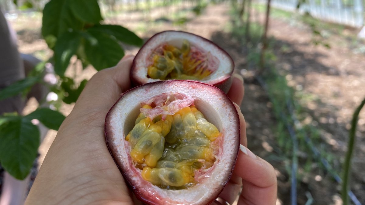 Antalya’da şifa niyetine ektiği passiflora meyvesinin ticaretini yapıyor