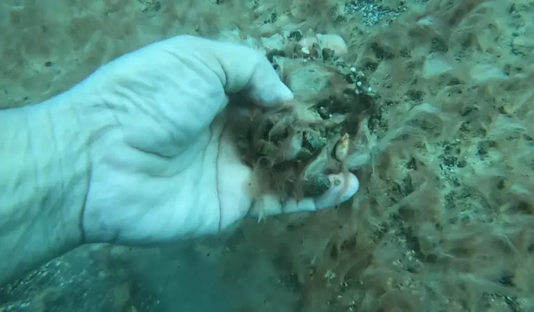 Antalya’da Deniz Altında Alarm Veren Manzara! Uzmanlardan Kritik Uyarı