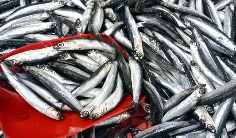 Balık Tezgâhlarında Hamsi Alarmı: Fiyatlar Çakıldı