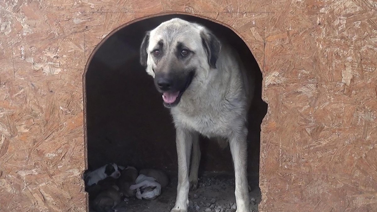 Erzurum’da annesiz kalan yavru köpeklere, süt anne verildi