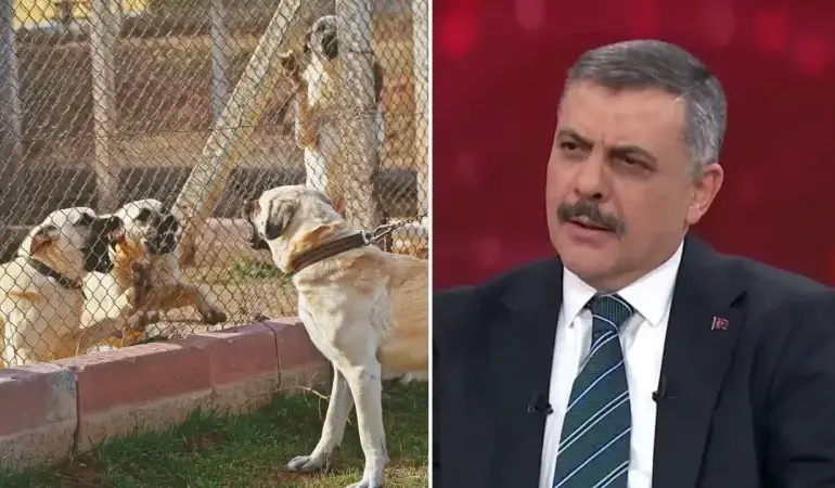 Bakan Çiftçi açıkladı: Sokak hayvanlarının yüzde 75’i artık barınaklarda