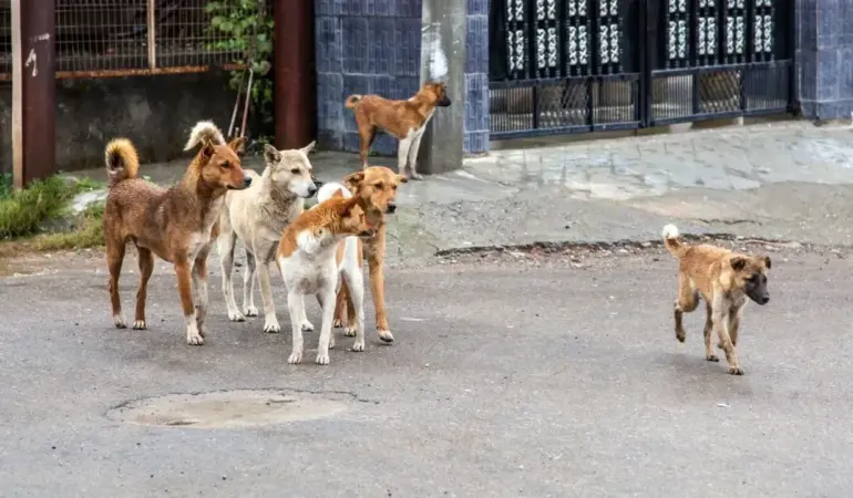 İstanbul’da sahipsiz köpeklerin toplatılması için valilik talimatı