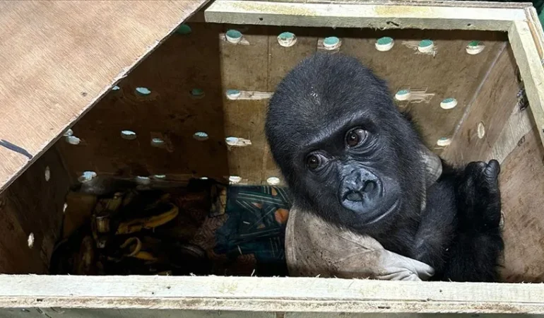 İstanbul Havalimanı’nda Yakalanan Goril Yavrusu: Durumu İyiye Gidiyor