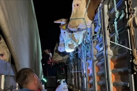 istanbula-kurbanlik-hayvan-girisleri-basladi