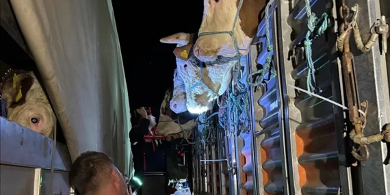 İSTANBUL’A KURBANLIK HAYVAN SEVKİYATI BAŞLADI
