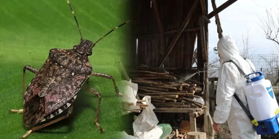 Karadeniz Bölgesi’nde Kahverengi Kokarca Alarmı
