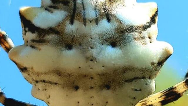 Kendi eşini yiyerek besleniyor! Zehir deposu örümcek Türkiye’de ortaya çıktı
