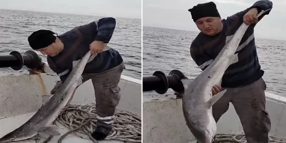 Karadeniz’de Köpek Balığı Yoğunluğu Artıyor!