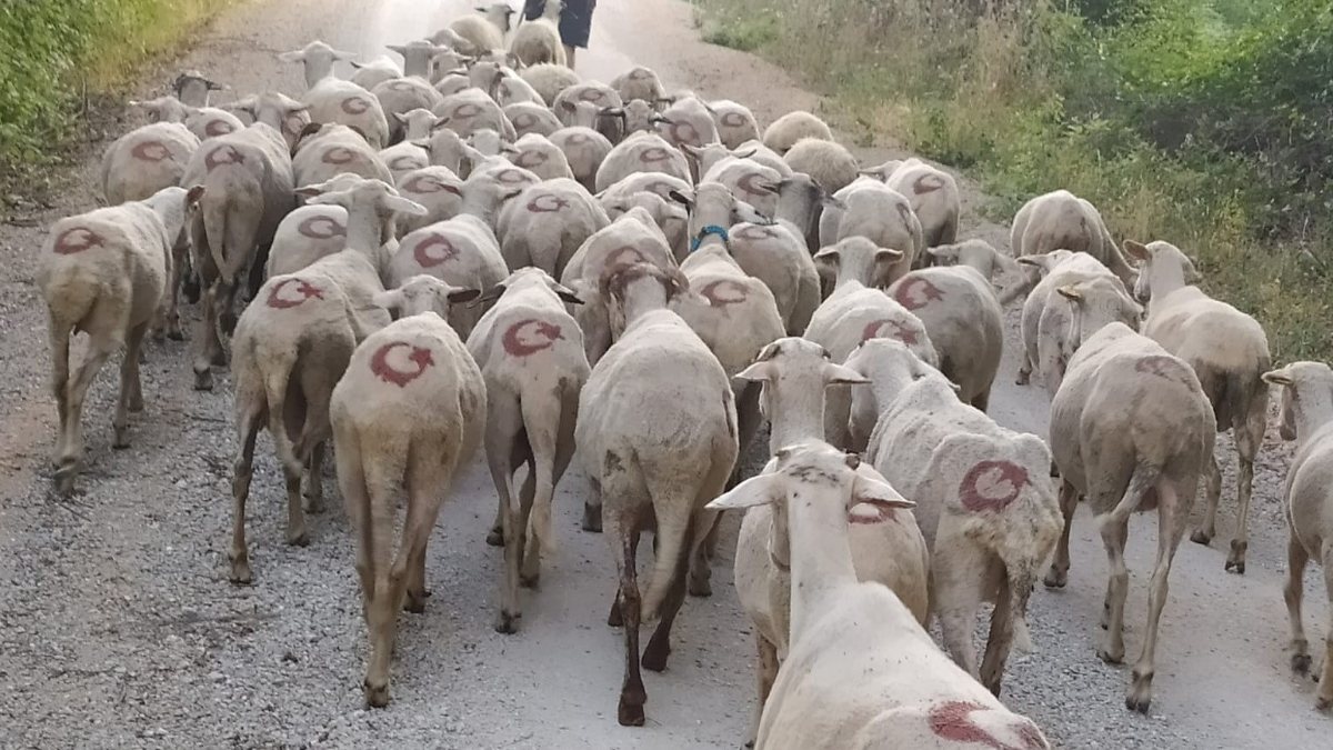 Sinop’ta ay yıldızlı koyun sürüsü