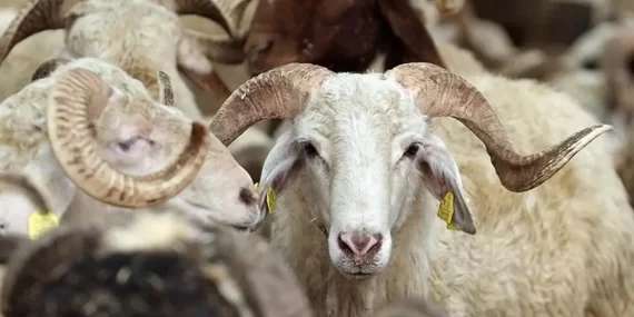 KURBAN BAYRAMI TATİLİ 5,5 GÜN OLARAK BELİRLENDİ