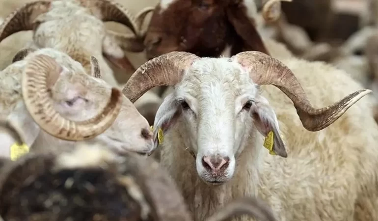 KURBAN BAYRAMI TATİLİ 5,5 GÜN OLARAK BELİRLENDİ