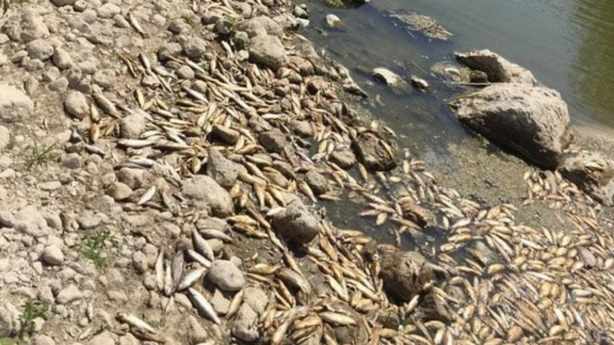 Su seviyesinin azaldığı Asi Nehri’nde balıklar öldü