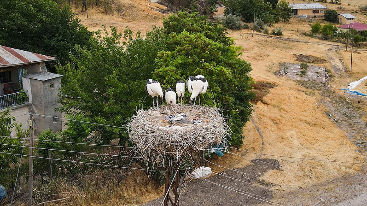 Tunceli’deki ‘Kuşçu’ köyünün leylek sakinlerinin sayısı artıyor