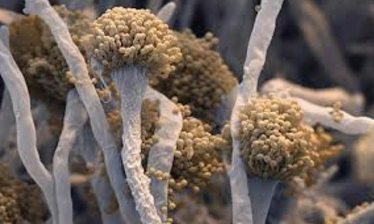 KÜRESEL ISINMA ÖLÜMCÜL MANTAR HASTALIKLARINI TETİKLEYEBİLİR